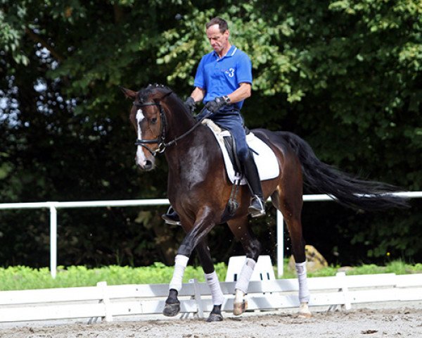 Pferd Chaya 9 (Hannoveraner, 2009, von Conteur)