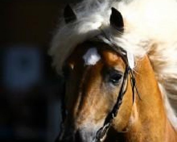 stallion Standing Ovation (Haflinger, 2004, from Standard)