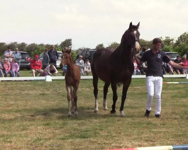 Fohlenschau Dagebüll / Föhr 2019