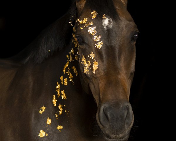 broodmare Dafia (German Sport Horse, 2010, from Don Aparte)