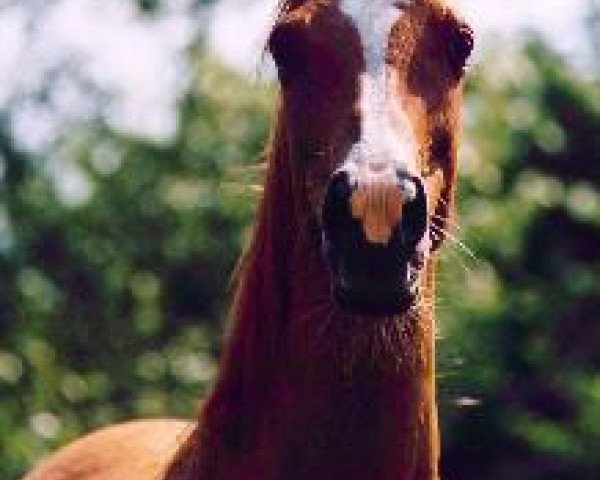 broodmare Risna (Arabian purebred, 1986, from 5-Ibn Galal EAO)