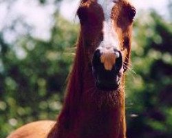 broodmare Risna (Arabian purebred, 1986, from 5-Ibn Galal EAO)