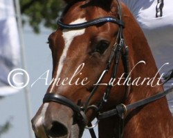 jumper Chairman 25 (Westphalian, 2006, from Calido I)