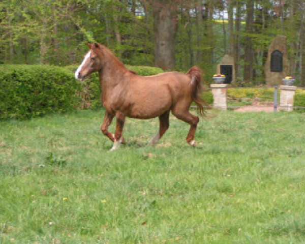 broodmare Rubina ox (Arabian purebred, 1977, from Ibn Naxor ox) broodmare Rubina ox (Arabian purebred, 1977, from Ibn Naxor ox)