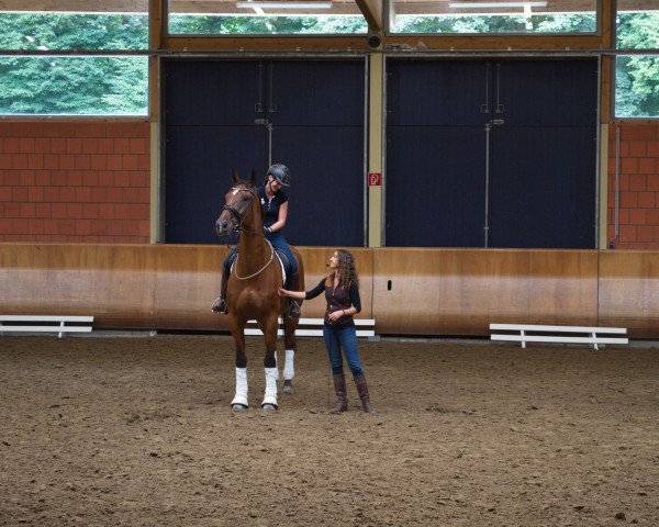 horse Paddy Miro (Rhinelander, 2005, from Prinz Miro)