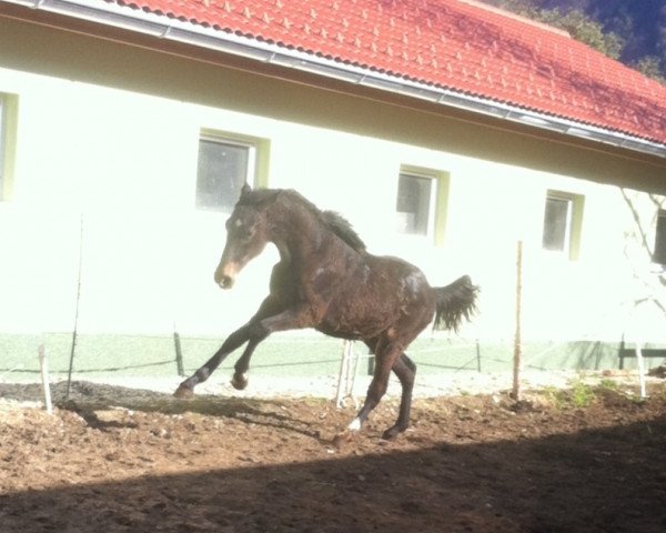 horse Juvenna (Austrian Warmblood, 2013, from Jack Sparrow S)