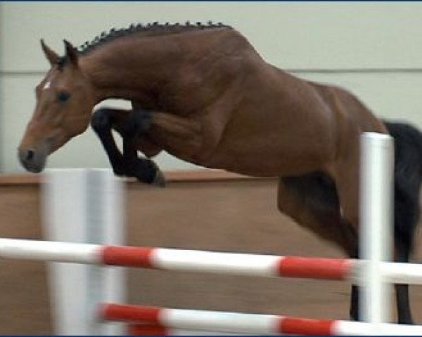 Pferd J'Adore Gris Z (Zangersheide Reitpferd, 2010, von Jaloubet de Loupe) Pferd J'Adore Gris Z (Zangersheide Reitpferd, 2010, von Jaloubet de Loupe)
