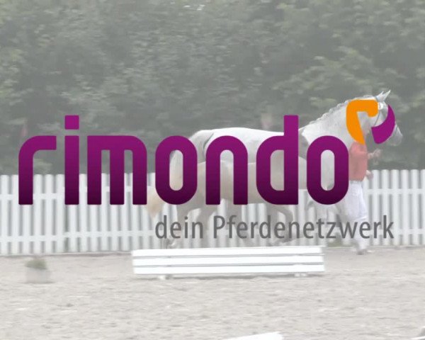 Stuten- und Fohlenschau Ennigerloh 2019
