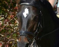 dressage horse Pamina 419 (Westphalian, 2003, from Praktiker)