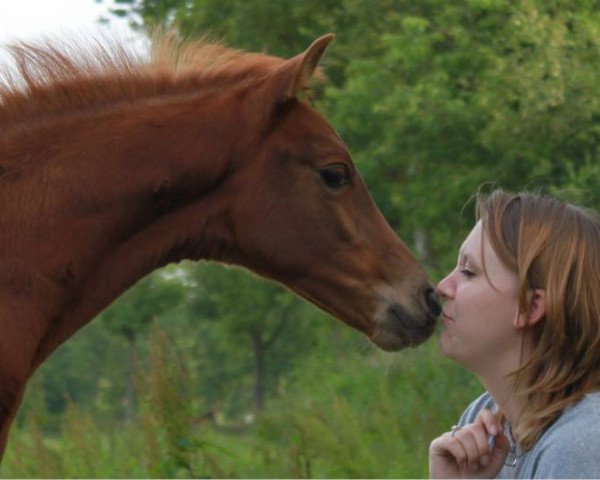 stallion Lazulith (German Riding Pony, 2013, from Leonardo da Vinci AA)