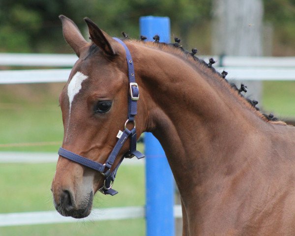 horse Quanto ASK (Holsteiner, 2014, from Quarz Ask)