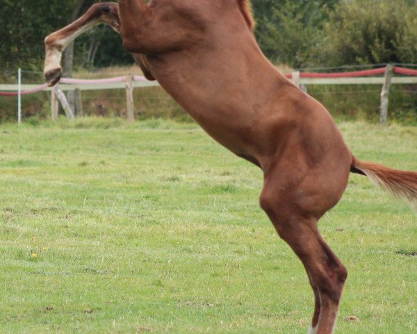horse Urs (Holsteiner, 2014, from Uriko)