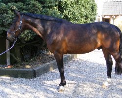 dressage horse Steding (Rhinelander, 2004, from Stedinger)
