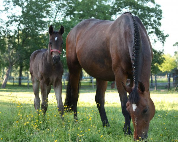 broodmare Rubina (Oldenburg, 1997, from Rubinstein I)