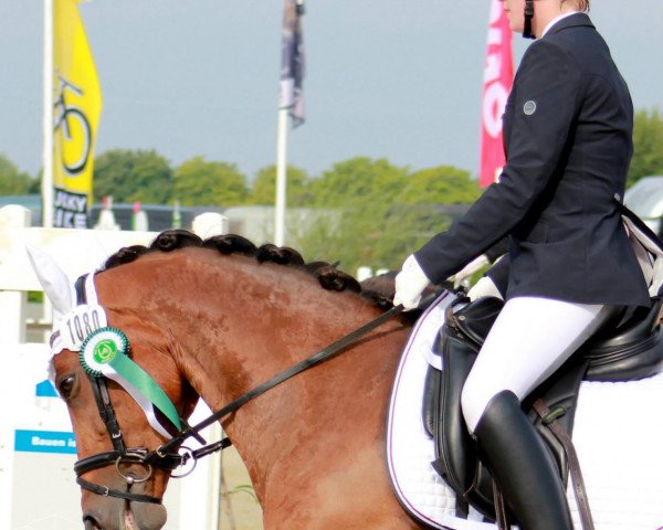 Dressurpferd Solveyg (Deutsches Reitpony, 2005, von Apslau xx)