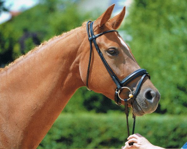 broodmare Anisa (Bavarian, 2008, from Heslegards Louis)