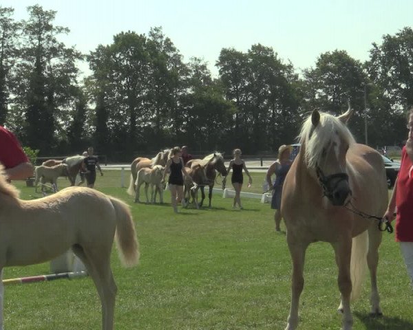 Stuten- und Fohlenschau Steinhagen 2019