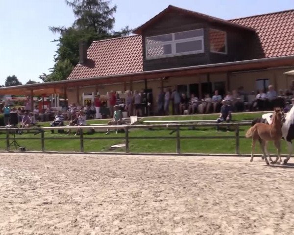 Stuten- und Fohlenschau Detmold 2019