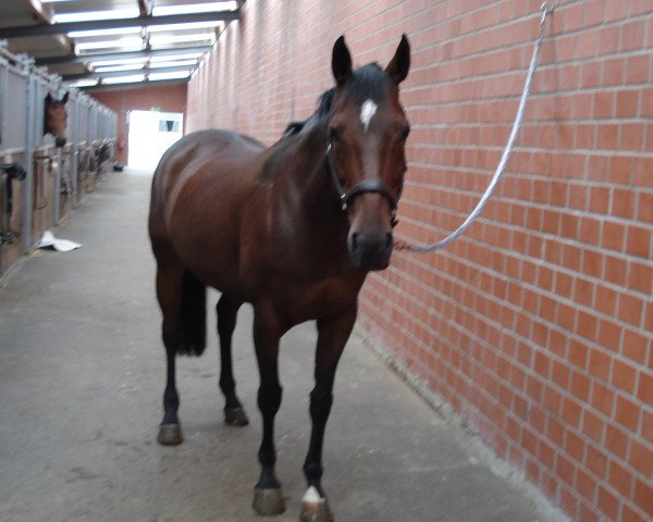 horse Nightingale (Brandenburg, 1997, from Nandino xx)