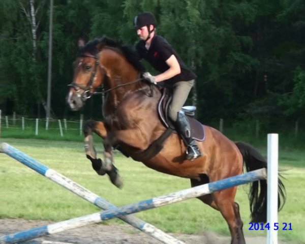 Pferd No Limit (Deutsches Sportpferd, 2009, von Nintendo K)