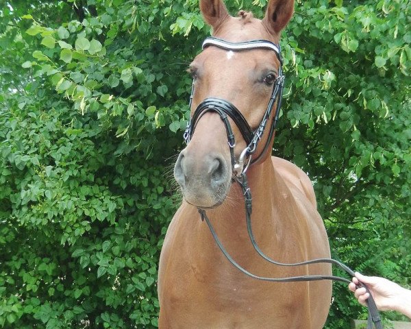 Zuchtstute Beauty Mare (Hannoveraner, 1999, von Beltain)