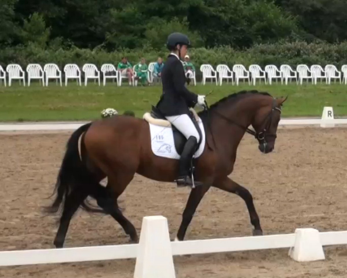 Dressurpferd Stanford 9 (Rheinländer, 2009, von Sir Donnerhall I)