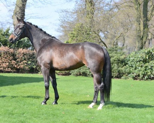 horse Fiderqueen (Hanoverian, 2009, from Fidertanz)