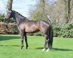 horse Fiderqueen (Hanoverian, 2009, from Fidertanz)