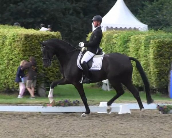 Dressurpferd Fürst Rainier (Westfale, 2009, von Fürst Romancier)