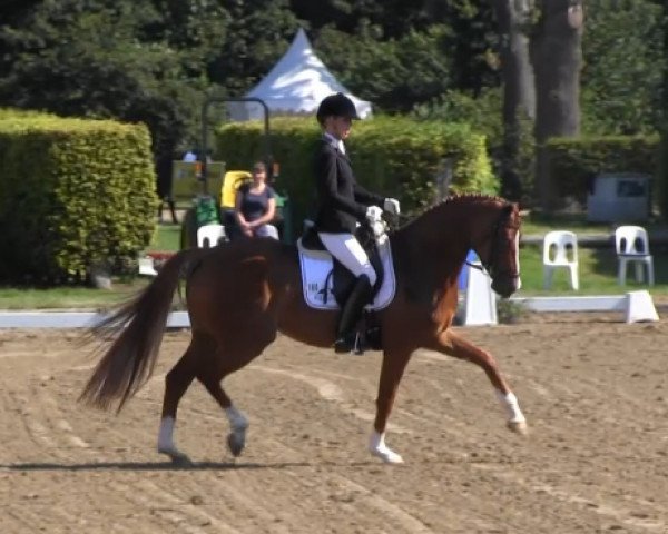 dressage horse Fortuna 435 (Oldenburg, 2009, from Dimaggio)