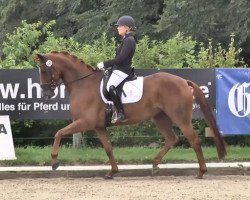 broodmare Lady Danza (Hanoverian, 2009, from Dimaggio)
