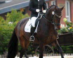 dressage horse De Burgh 2 (Hanoverian, 2008, from Don Schufro)