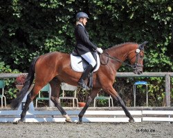 dressage horse Feriko (Bavarian, 2009, from Florencio I)