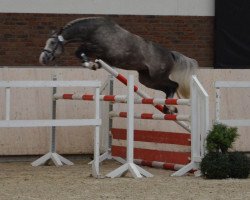 broodmare Cellestiella (Oldenburg show jumper, 2010, from Cellestial)