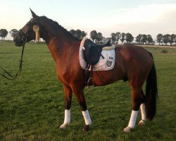 dressage horse Friedrich 30 (Hanoverian, 2006, from Floresco NRW)