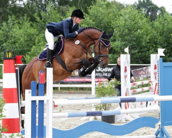 jumper Carlison (Westphalian, 2009, from Chequille)