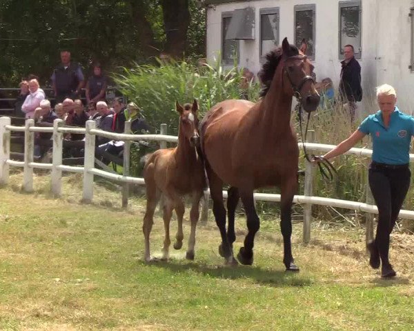 Fohlenschau Tating 2019
