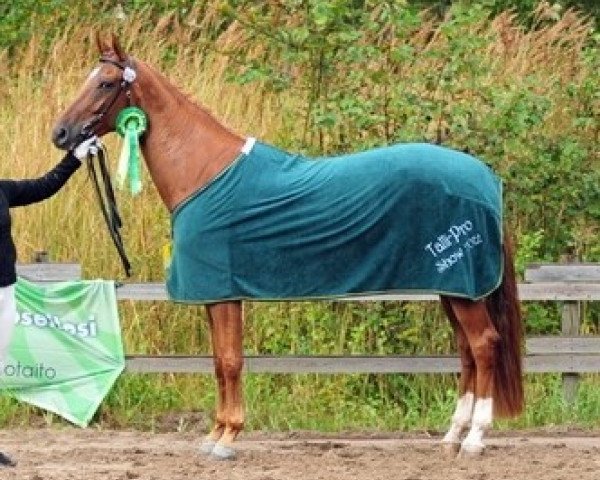 dressage horse Stella Maris 13 (Hanoverian, 2008, from Scolari) dressage horse Stella Maris 13 (Hanoverian, 2008, from Scolari)