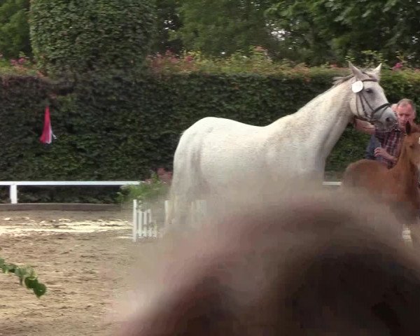 Fohlenschau Osterschnatebüll 2019