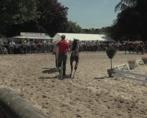 Stuten- und Fohlenschau Gevelsberg-Berge 2019