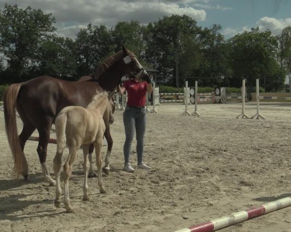 Stuten- und Fohlenschau Olfen-Vinnum 2019