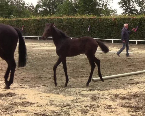 Fohlenschau Osterschnatebüll 2019