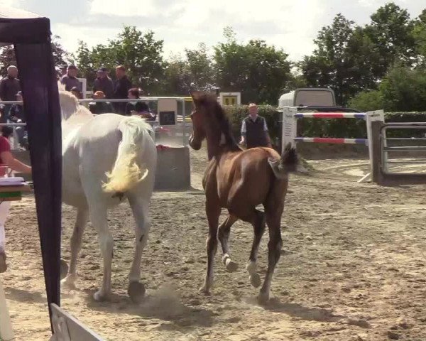 Fohlenschau Immenstedt 2019