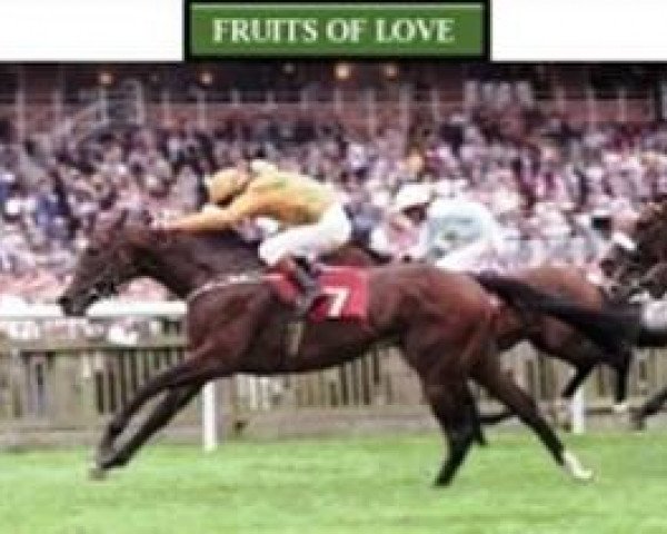 Pferd Fruits of Love xx (Englisches Vollblut, 1995, von Hansel xx) Pferd Fruits of Love xx (Englisches Vollblut, 1995, von Hansel xx)