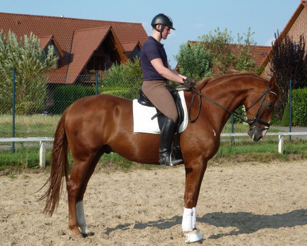 Pferd Riddick (Hannoveraner, 2007, von Rascalino)