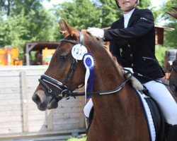 broodmare Miss-Hermine (German Riding Pony, 2008, from Halenkino)