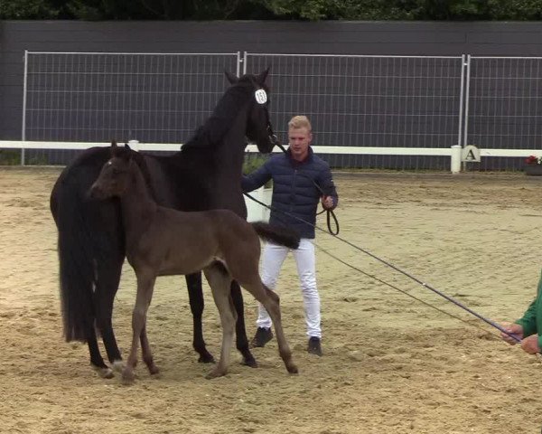 Fohlenschau Behrendorf 2019