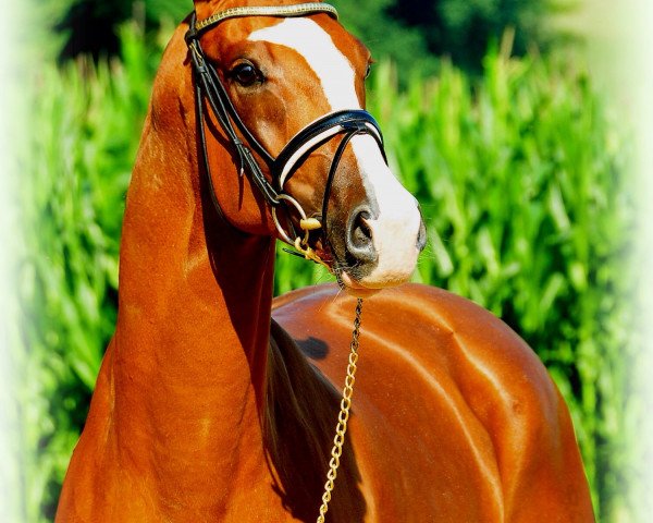 dressage horse Madonna 242 (Oldenburg, 2008, from Sir Donnerhall I) dressage horse Madonna 242 (Oldenburg, 2008, from Sir Donnerhall I)