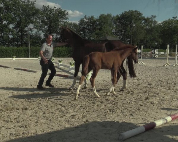 Stuten- und Fohlenschau Olfen-Vinnum 2019