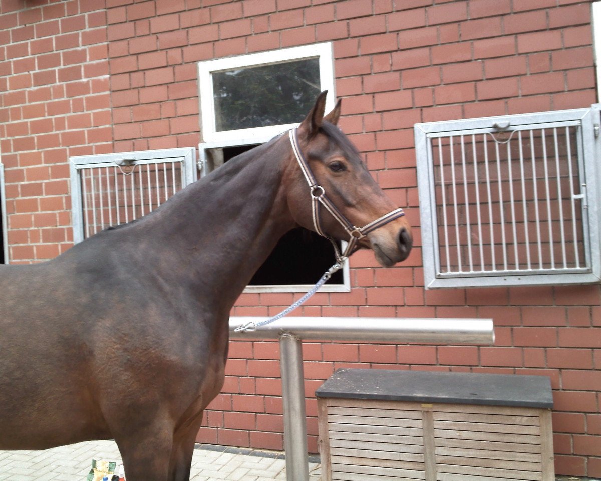 broodmare Bradisi (Hanoverian, 2002, from Bretone)